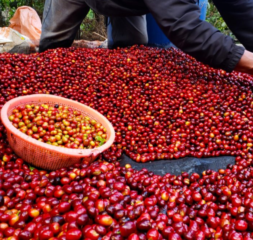 Colombia - Tolima - Multi co-op - Washed