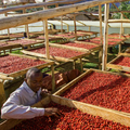 Uganda - Mt Elgon - Kyagalanyi - Washed
