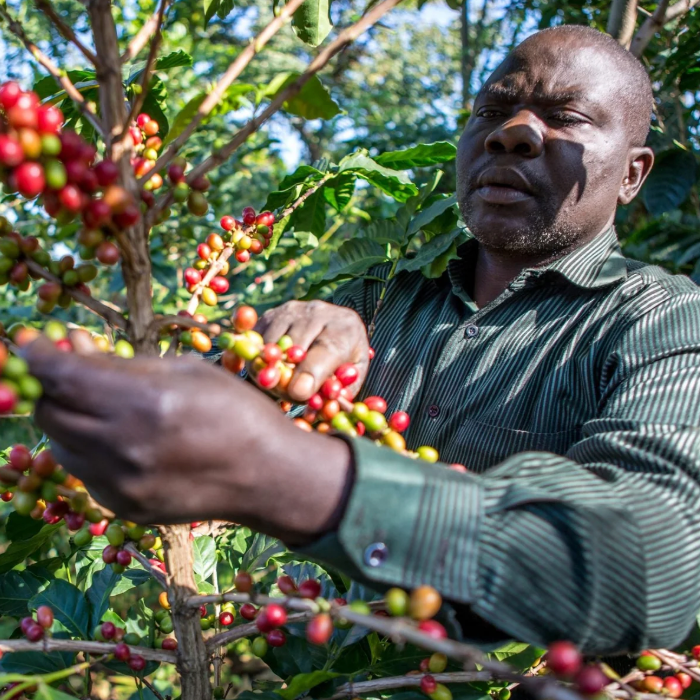 Uganda - Mt Elgon - Kyagalanyi - Washed