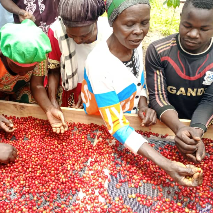 Uganda - Mt Elgon - Kyagalanyi - Washed