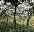 Guatemala - Finca Sabanetas - Washed