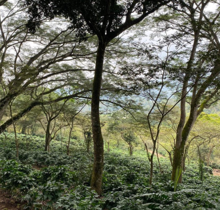 Guatemala - Finca Sabanetas - Washed