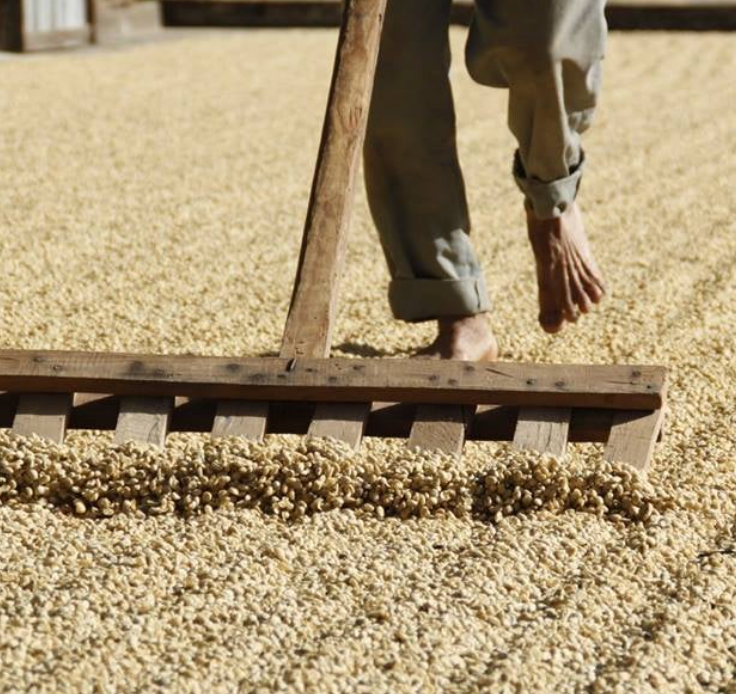Guatemala - Finca Sabanetas - Washed