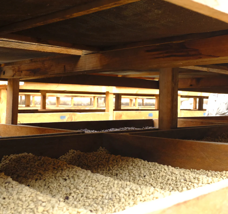 Guatemala - Finca Sabanetas - Washed