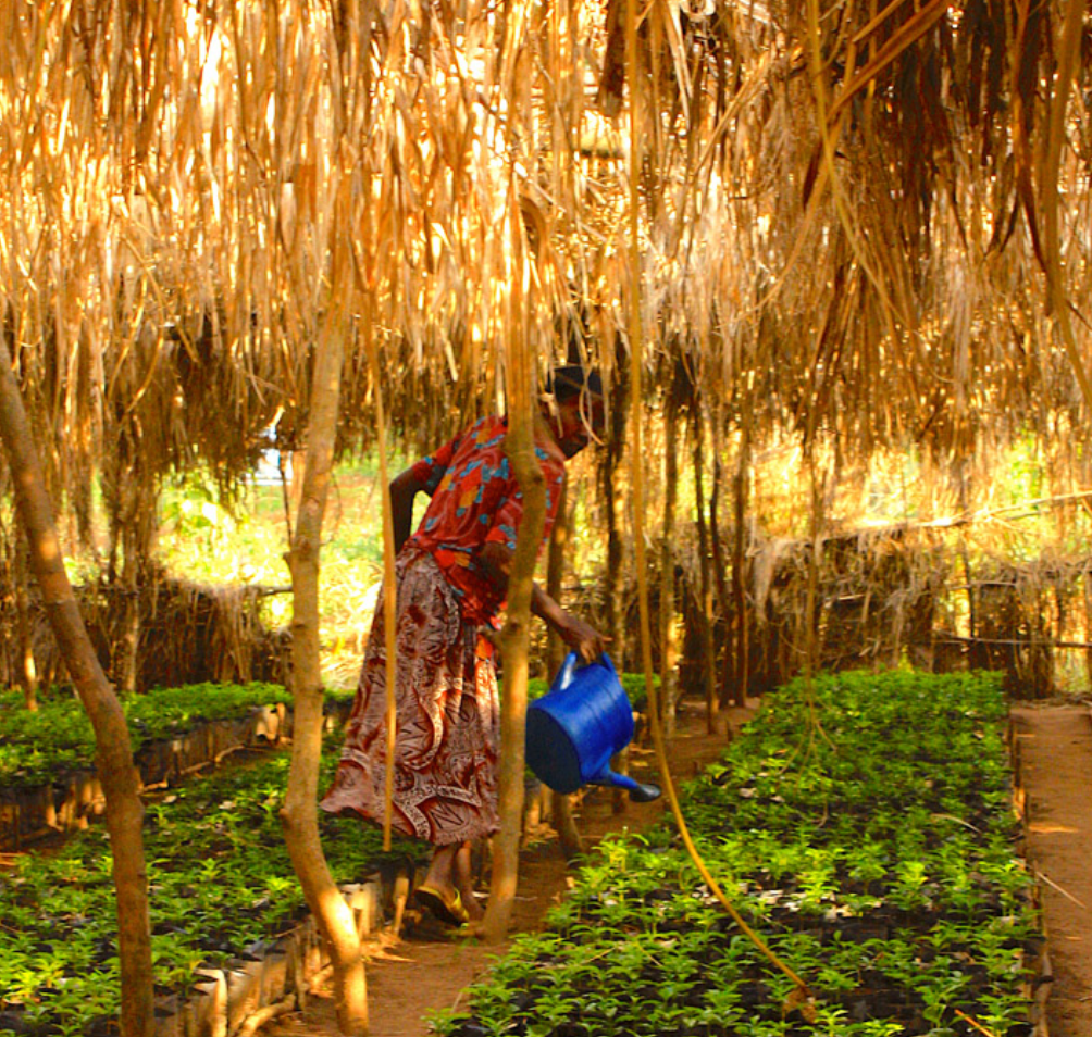 Ethiopia - Abana Estate (natural)