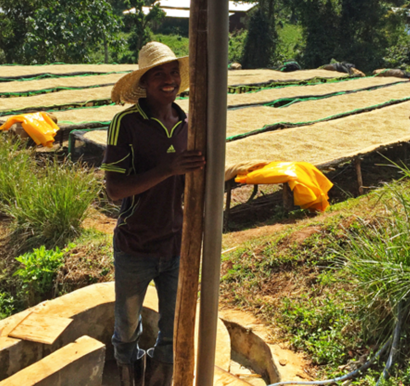 Ethiopia - Abana Estate (washed)