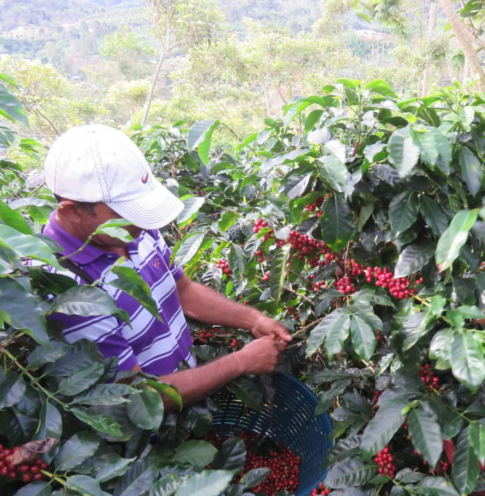 Costa Rica - Beneficio San Diego